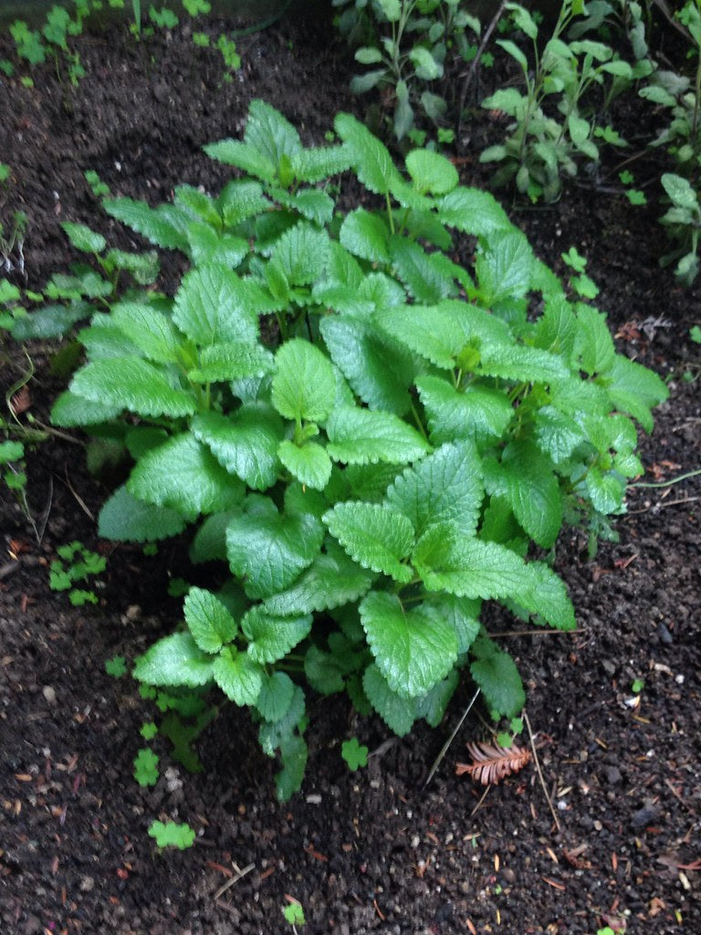 Lemon Balm