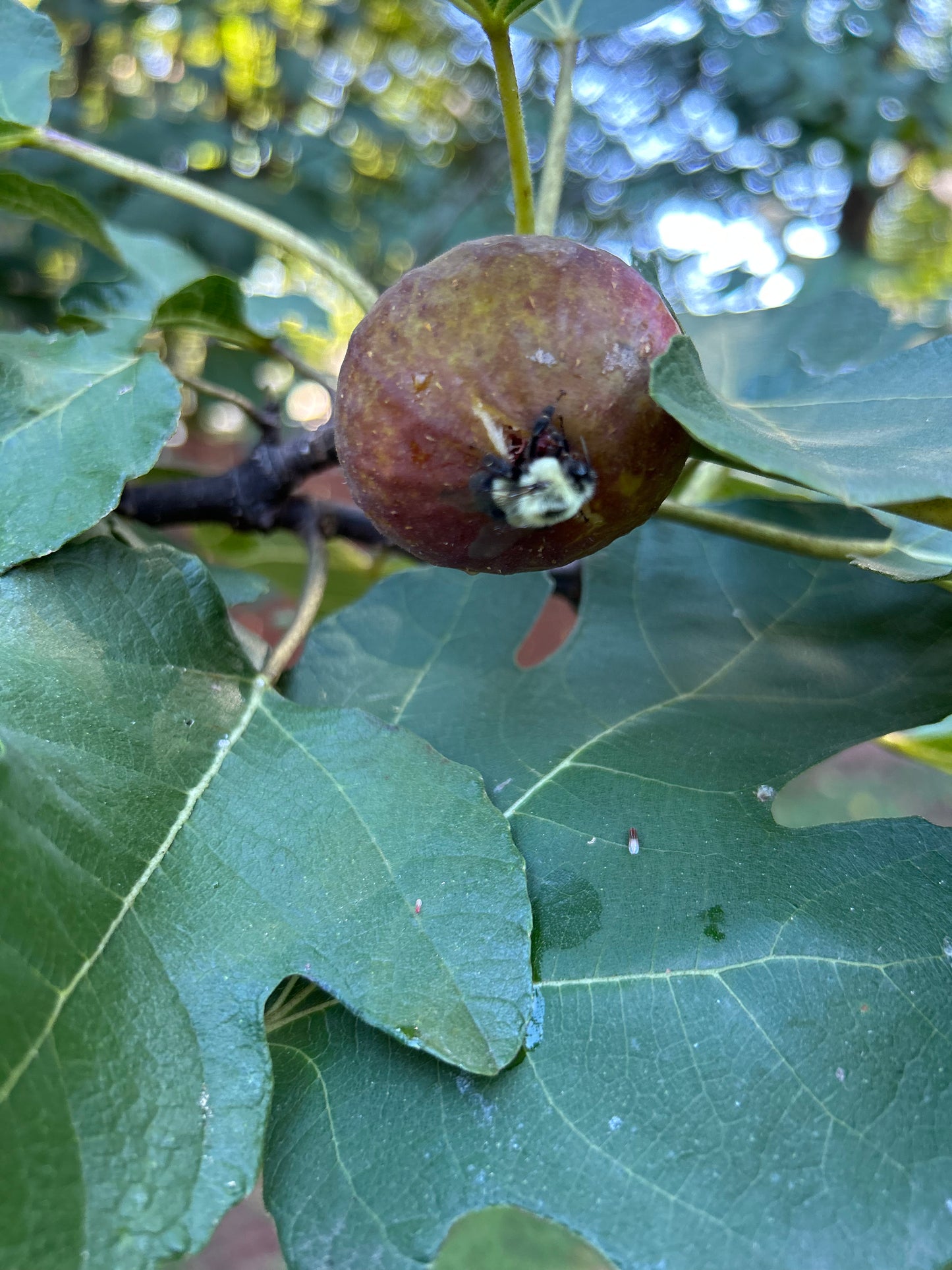 Garden-to-Plate: Autumn Workshop