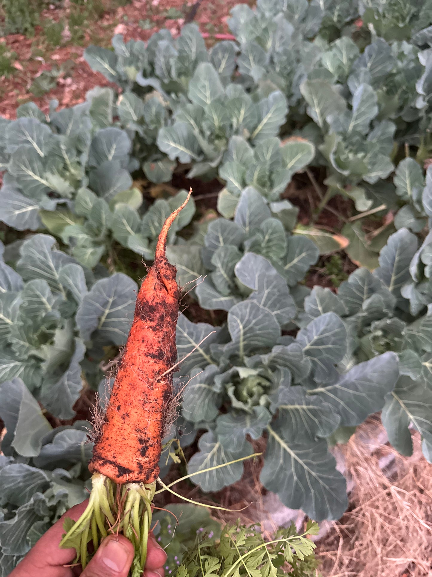 Garden-to-Plate: Autumn Workshop