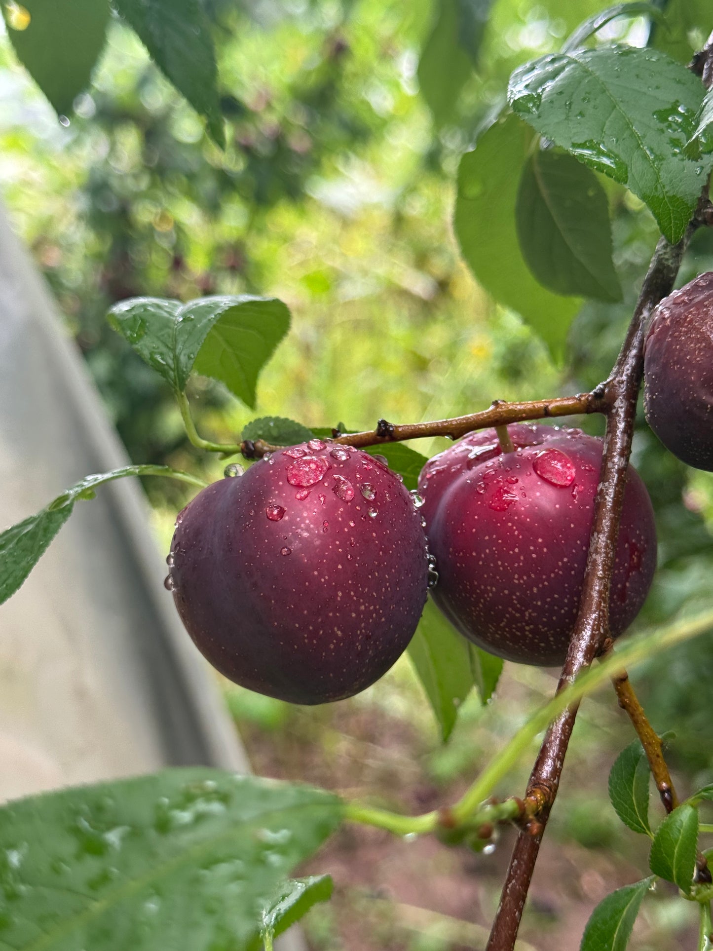 Garden-to-Plate: Autumn Workshop