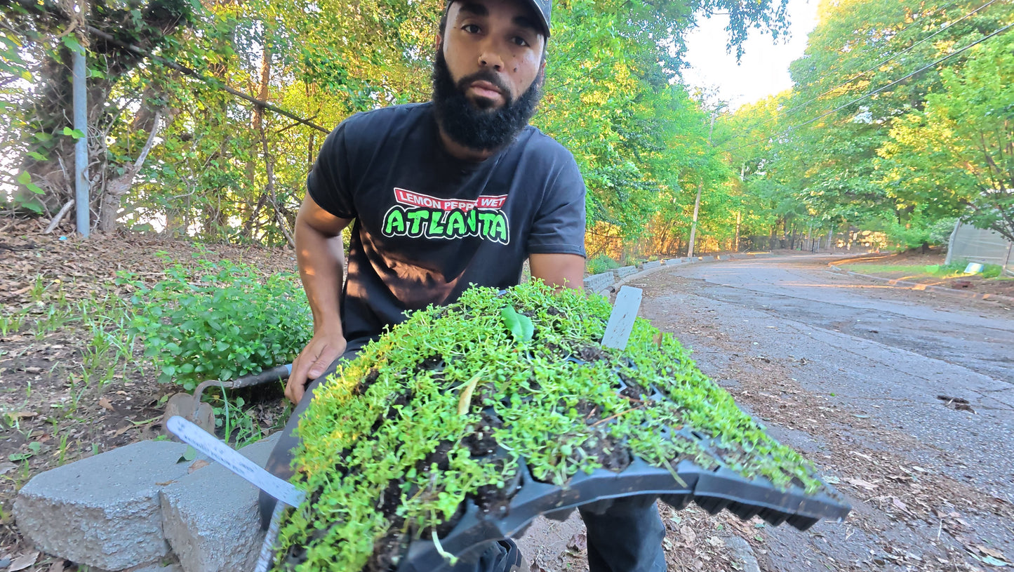 Garden-to-Plate: Autumn Workshop