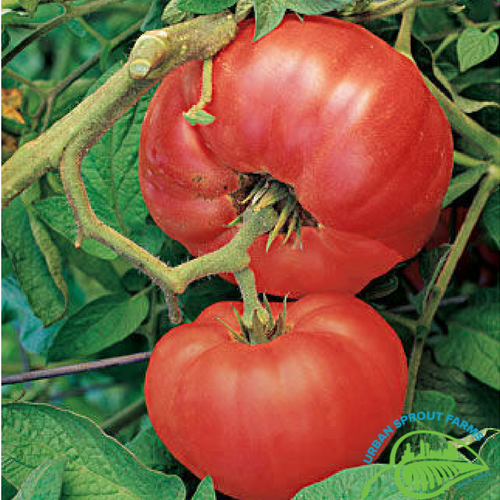 Red Brandywine Tomato