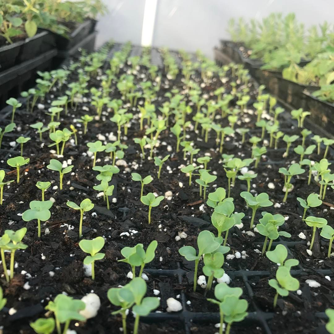 Seed Starting Workshop: Techniques for Success in the Southeast
