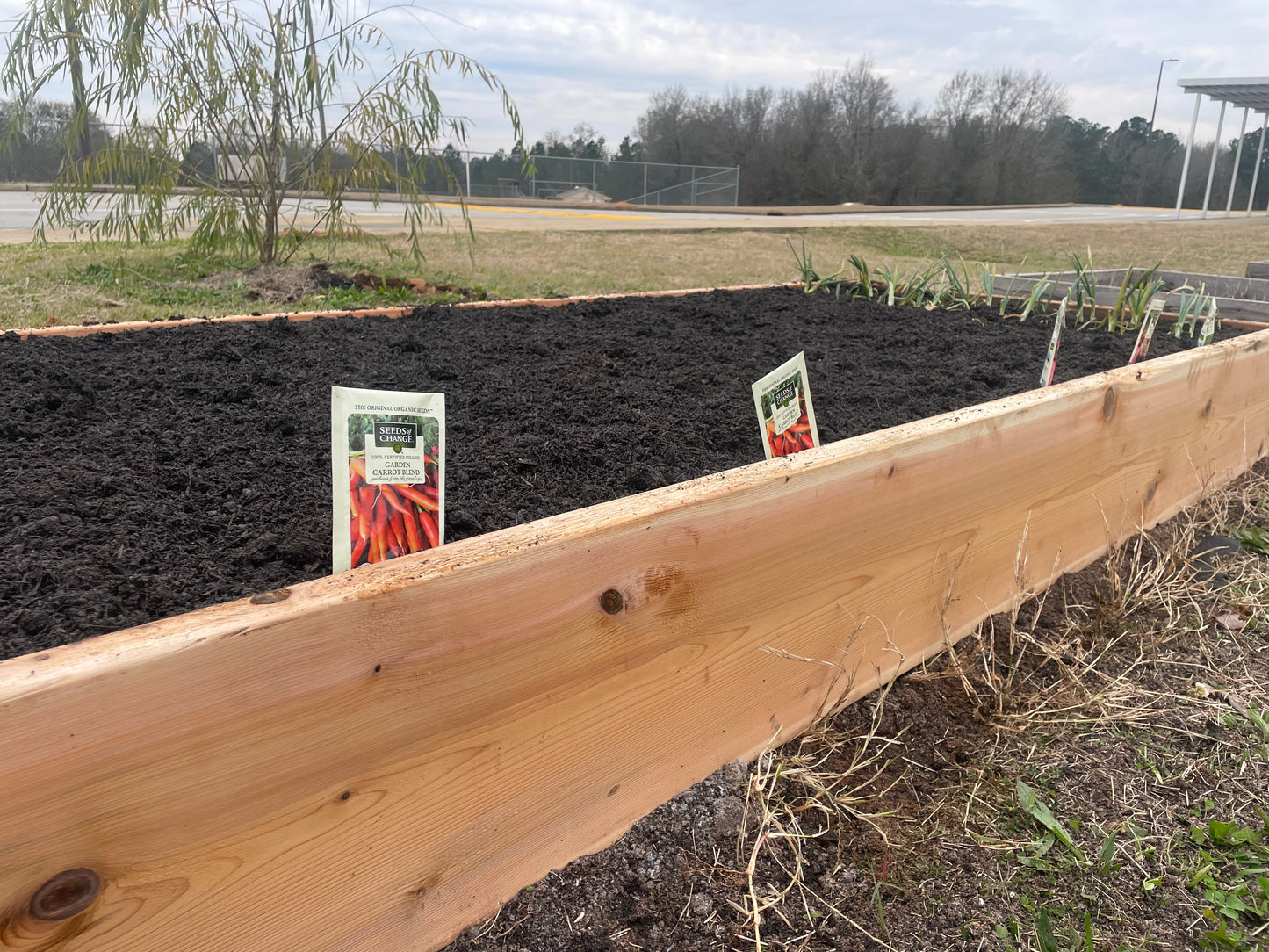 Cedar 4ft x 8ft x 10in Raised bed Kit with Plants